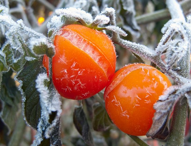Keep Jack Frost Out Of Your Garden | KUNC