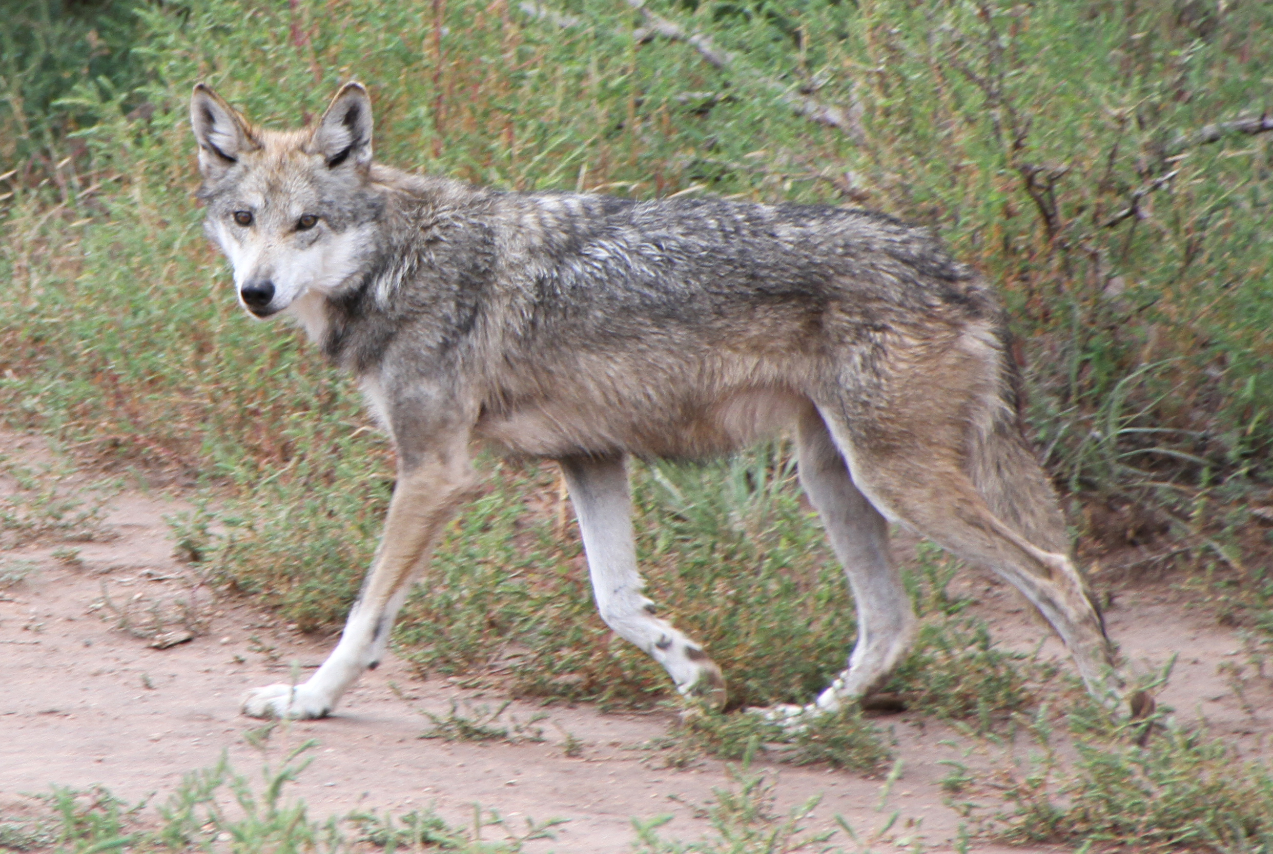Endangered Wolves Blamed In More Livestock Deaths, US Census Director To  Visit New Mexico