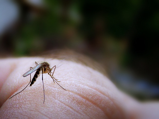 Ugh, the mosquitos are here. And they're in full force. - Vimarsana News