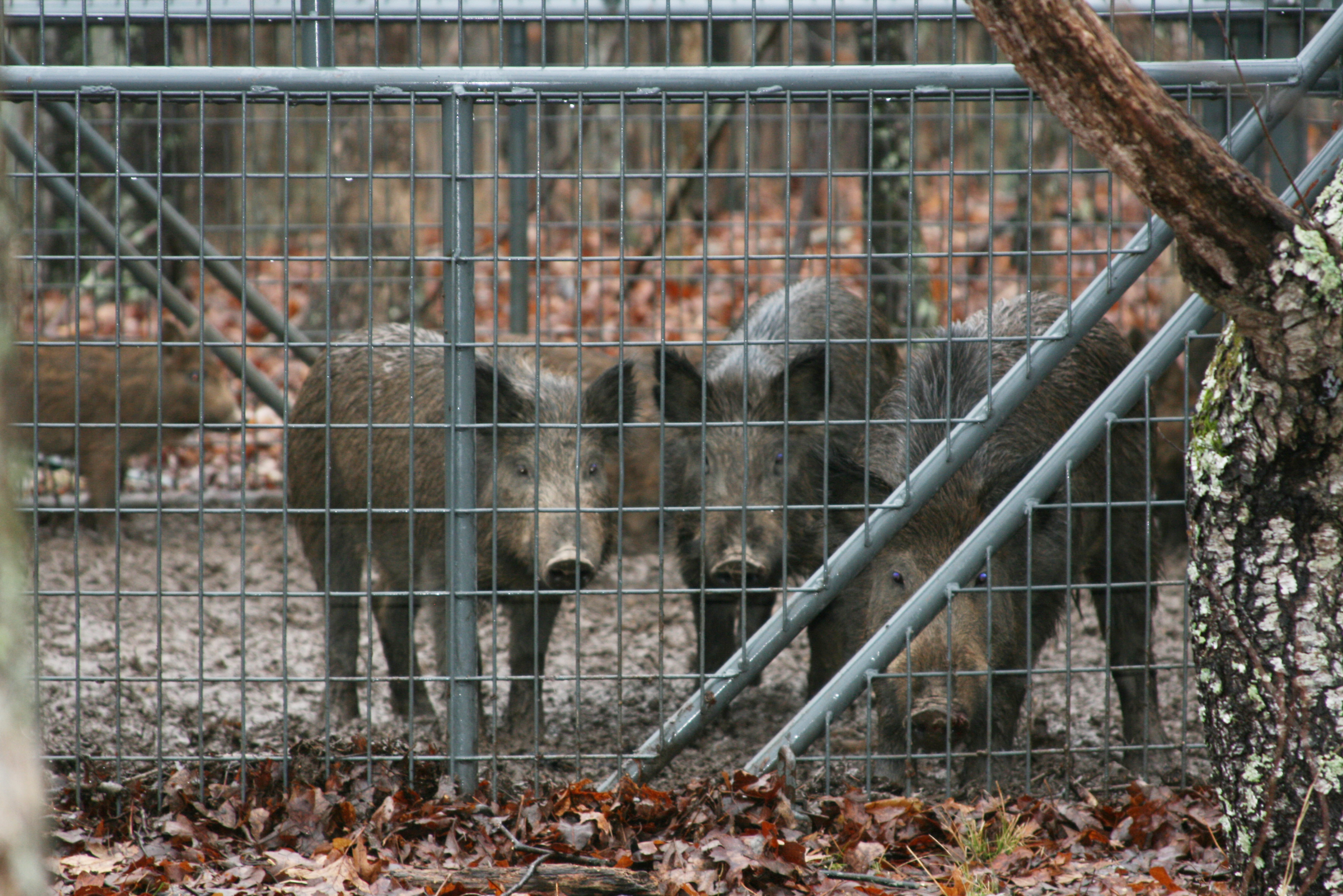 Missouri steps up effort to control feral pigs | STLPR