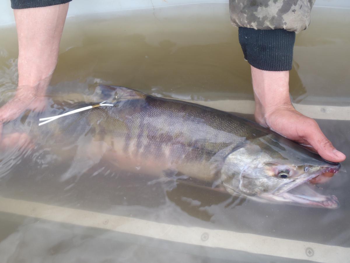 The federal government will manage the Yukon River salmon fishery where the river passes through fed - Vimarsana News