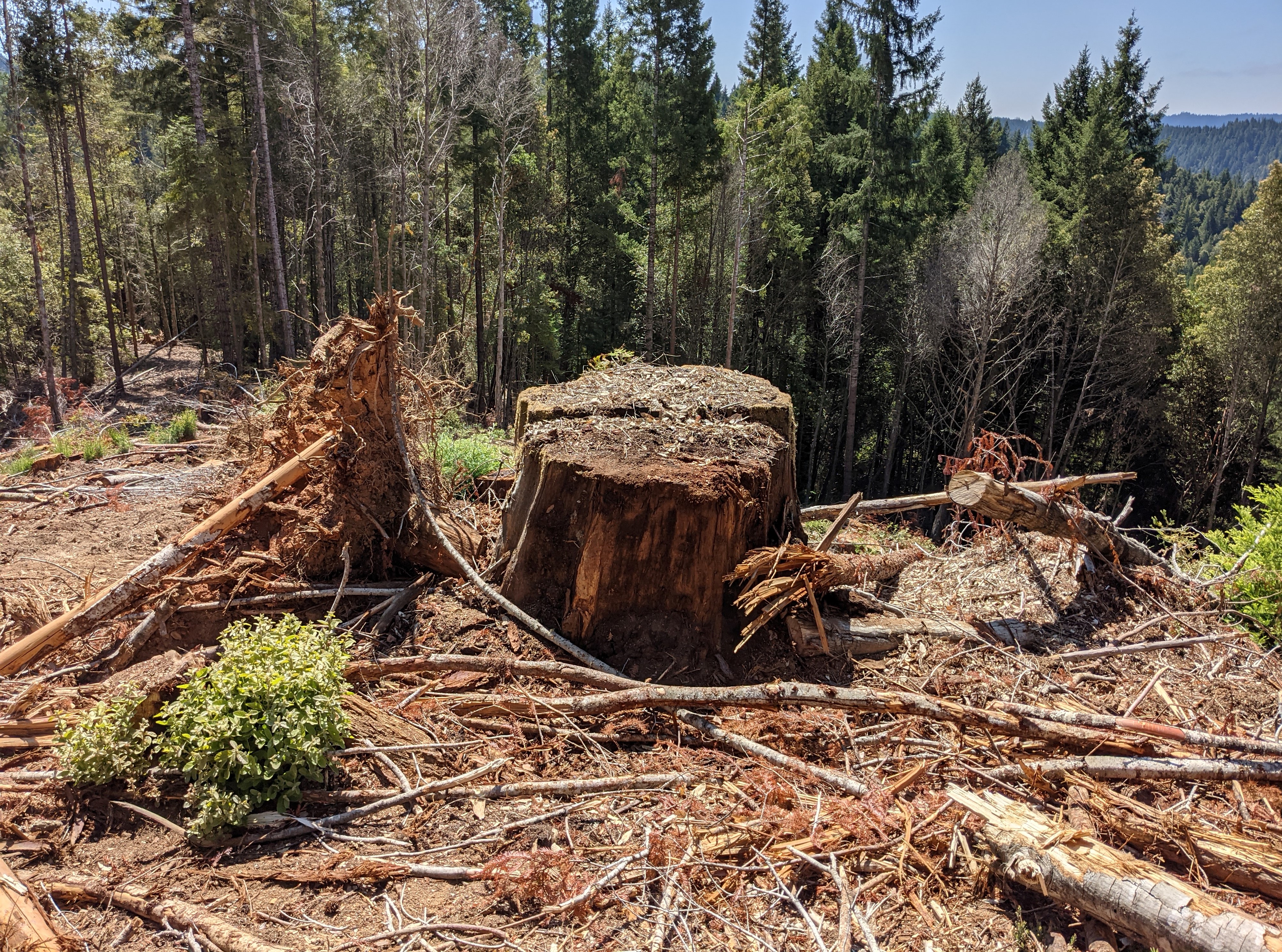 Tribal Chair Threatened In Jdsf