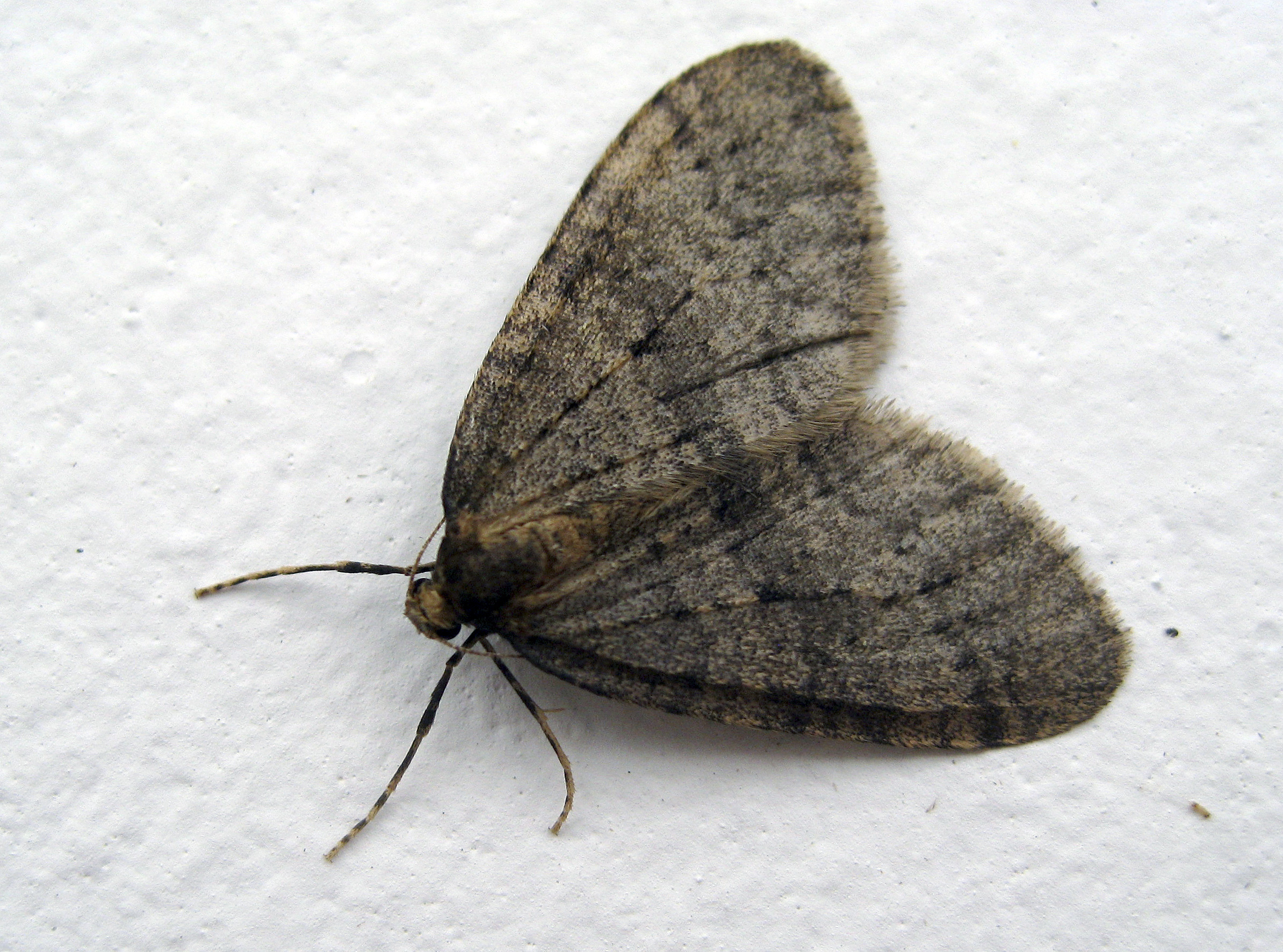 AP_16327592709363.jpg