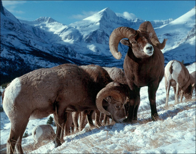 Tiny parasite found in bighorn sheep lambs - Vimarsana News