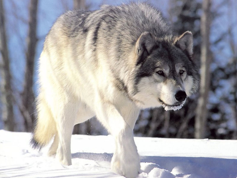 Officials confirm 6 wolf poisonings in NE Washington - Vimarsana News