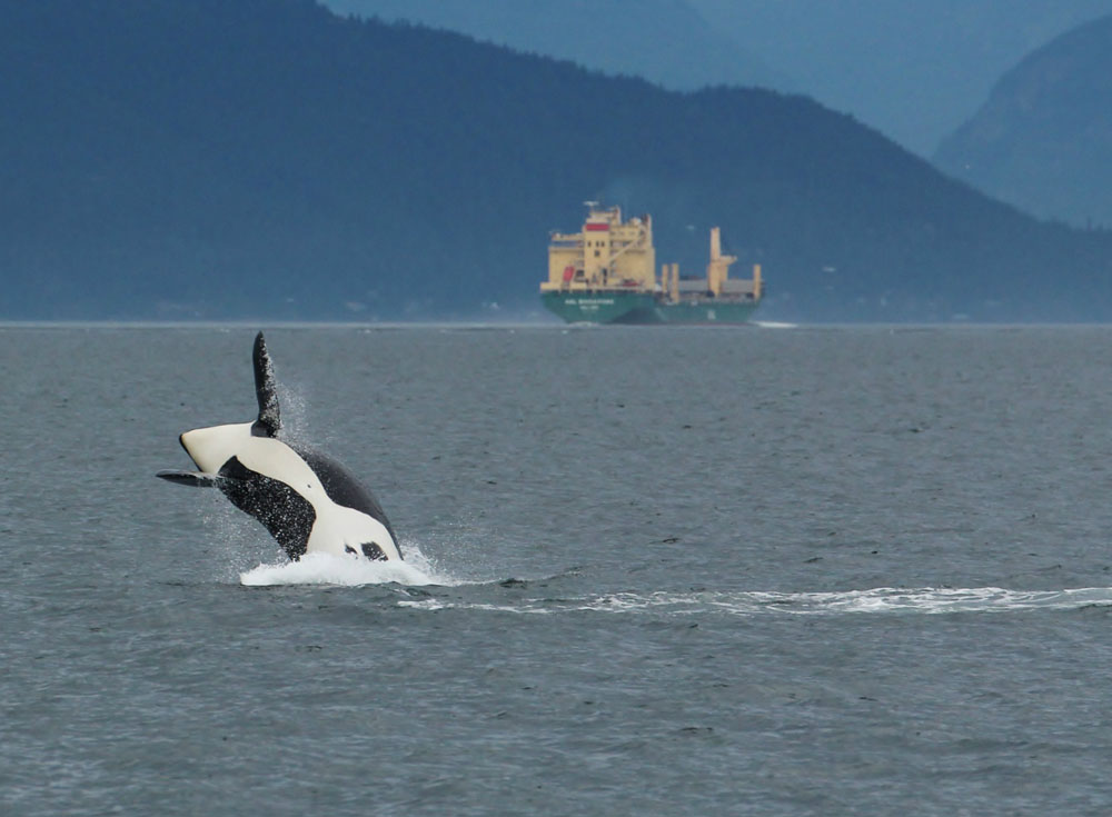Big ships transiting North Puget Sound asked to slow down, quiet down for orcas - Vimarsana News