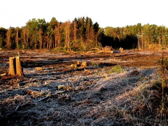 What are the Primary Threats to Wildlife Habitats? Uncover the Dangers
