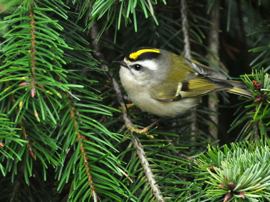 Eastern King Let Golden Crowned Kinglet Bird