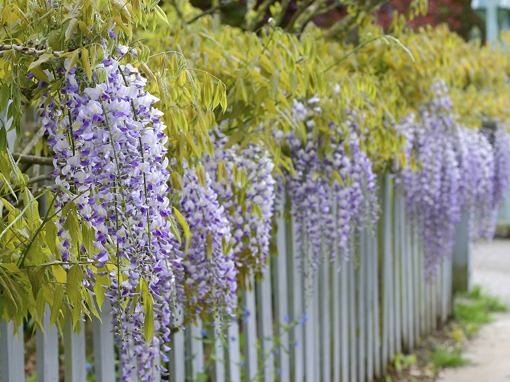 Wisteria Plant Growing Wisteria Growing Guides Daltons