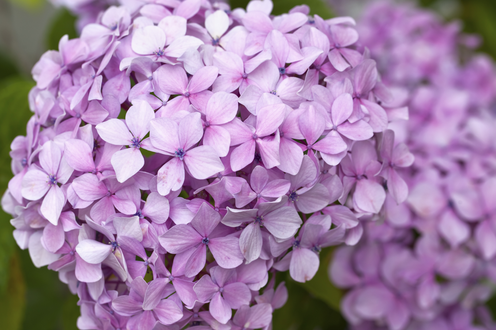 専用^_^新品未開封品hydrangea様バラメモまとめ売り hydrangeaさん バラメモ 中古 25点 まとめ売り - メルカリ