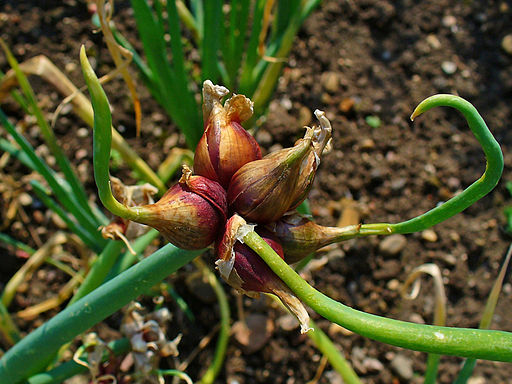 Vermont Garden Journal: Egyptian Walking Onion | Vermont Public