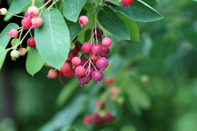 Vermont Garden Journal: Serviceberry Trees | Vermont Public