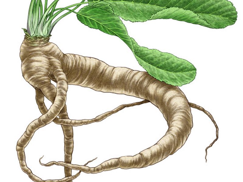 Vermont Garden Journal: Growing Horseradish | Vermont Public