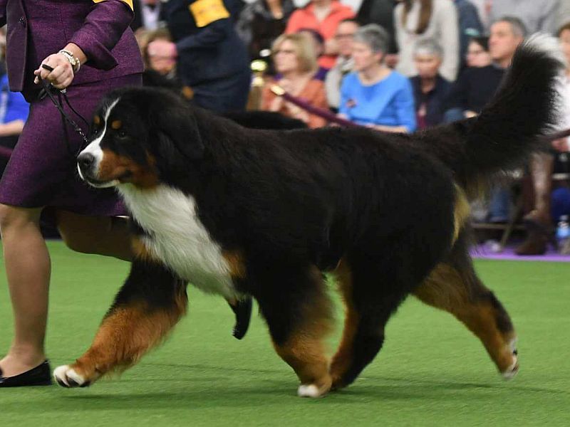 National Dog Show Westminster Bernese Mountain Dog Westminster Dog