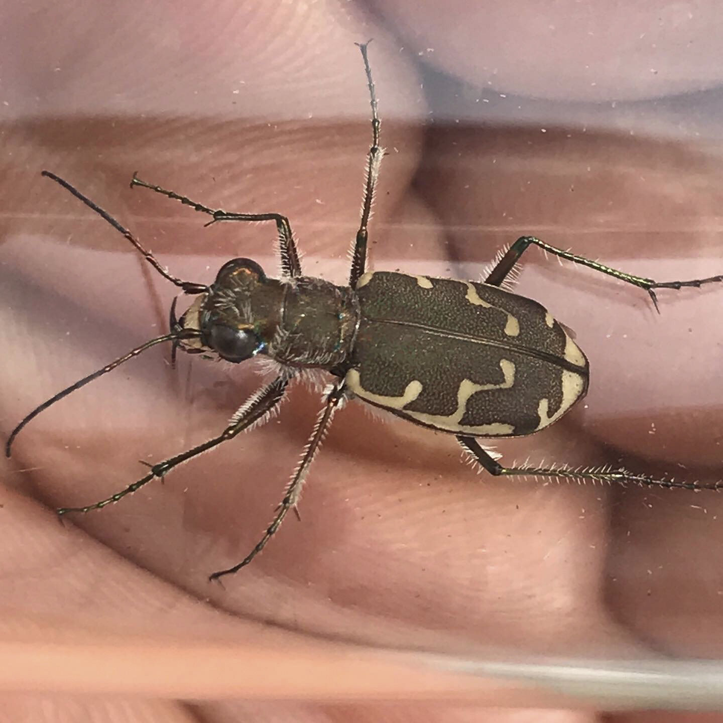 Outdoor Radio: Hunting The Ferocius Vermont Tiger Beetle | Vermont