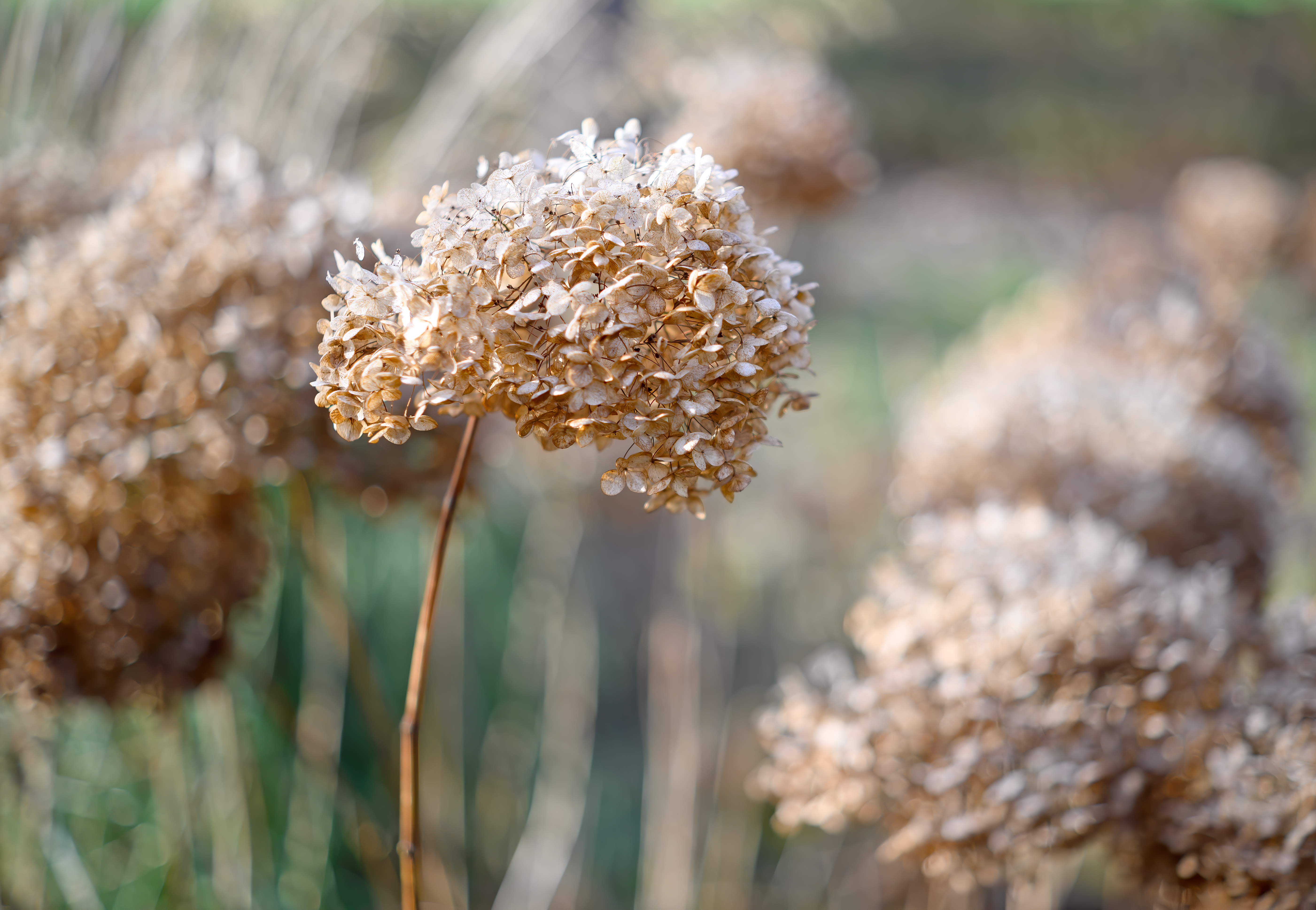 Image of Annabelle hydrangea winter close up