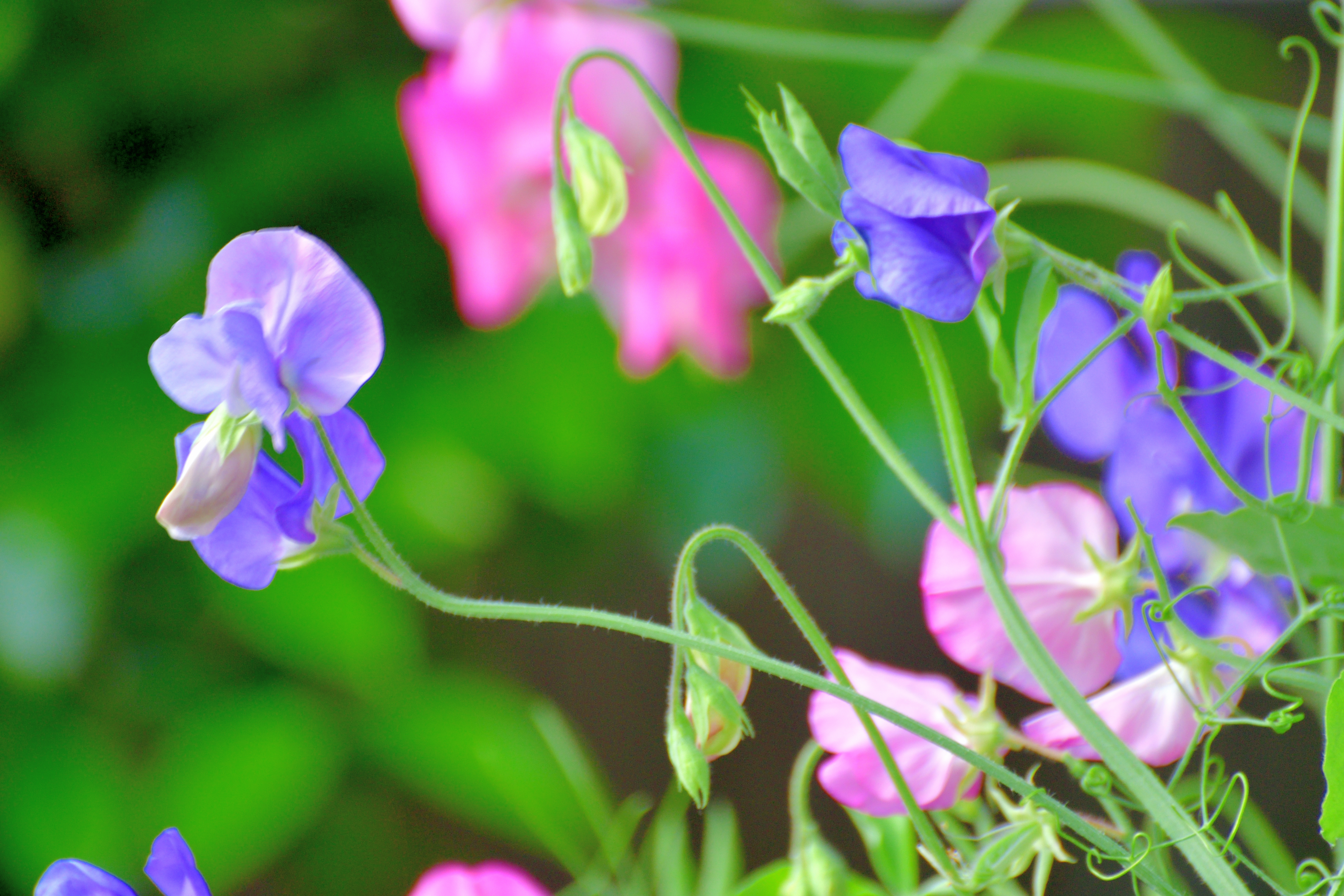 Learn To Grow Sweetly-Scented Sweet Peas In Your Window Box | Vermont Public, image size:5568x3712