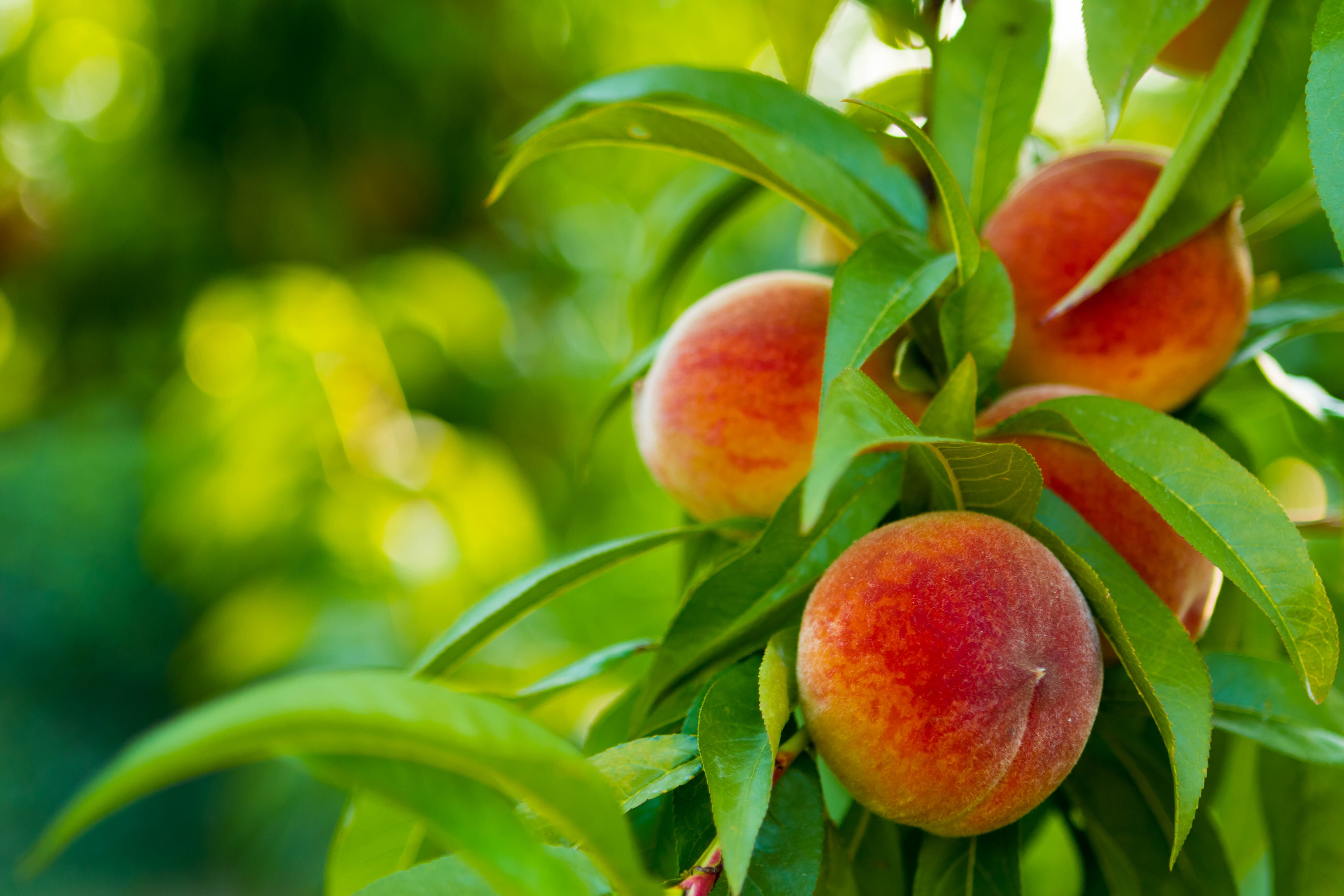 Peach Tree With Peaches