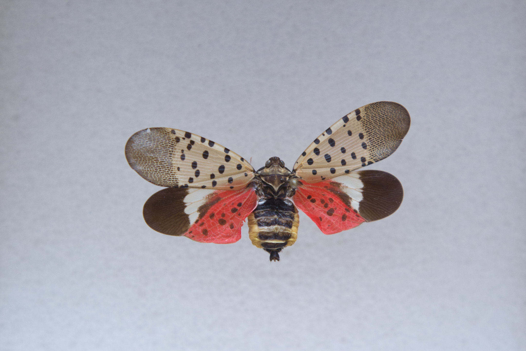 Spotted Lanternfly spotted in Kent County | Delaware Public Media