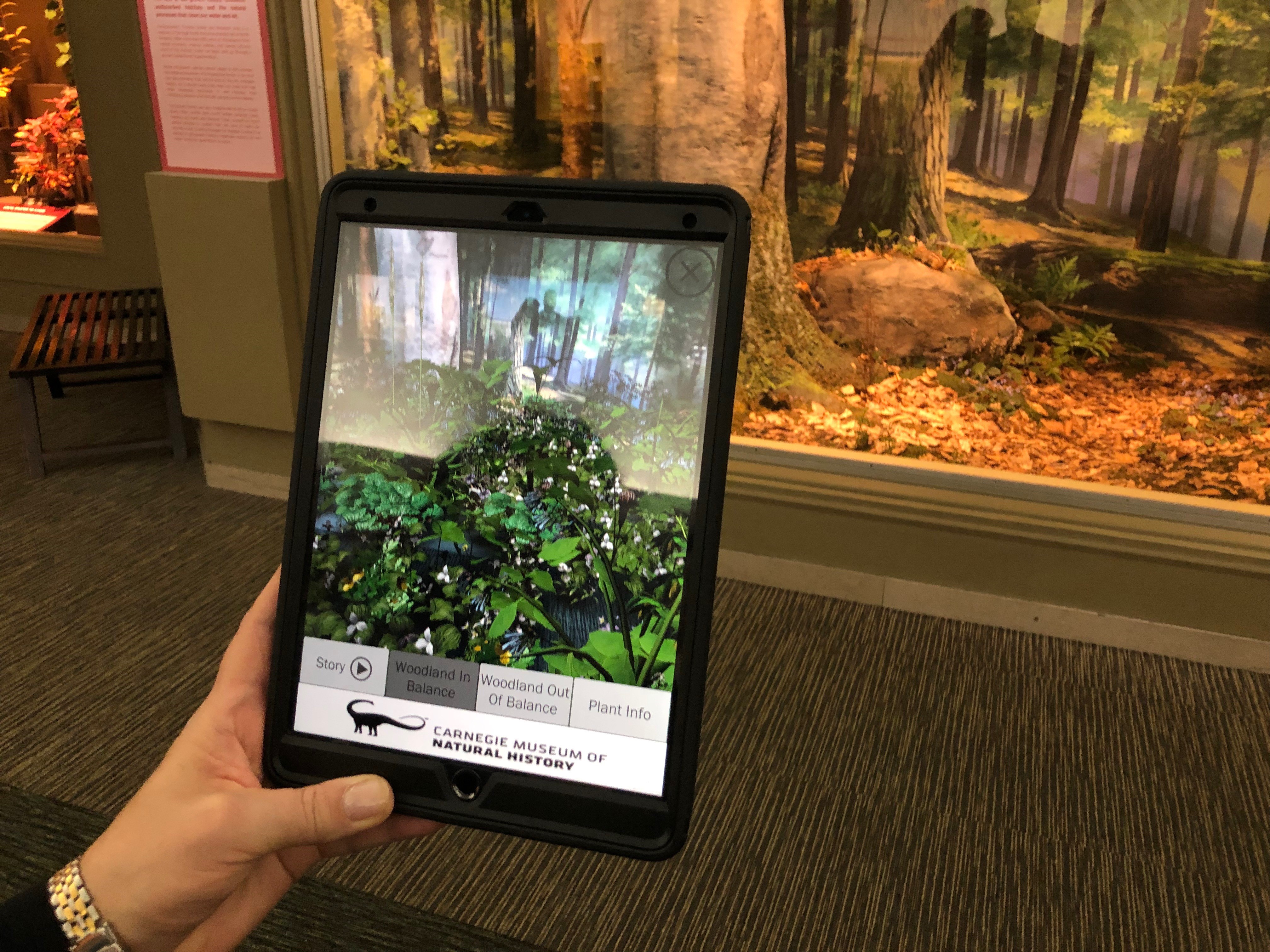 Augmented Reality App Shows How Deer Overpopulation Affects Western PA's  Forests | 90.5 WESA