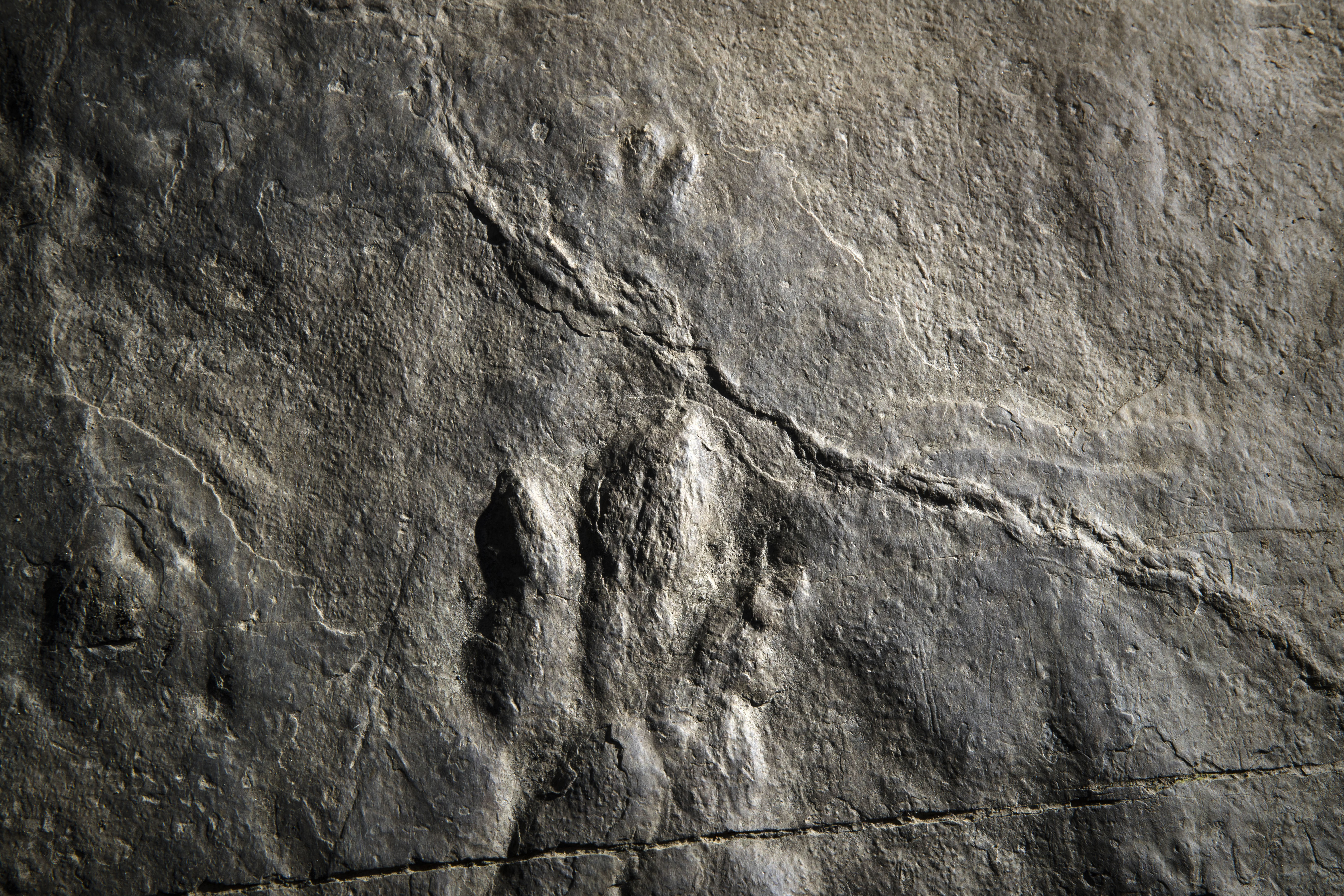 Dinosaur Tracks Make Fresh Impression At Valley Forge Park | 90.5 WESA