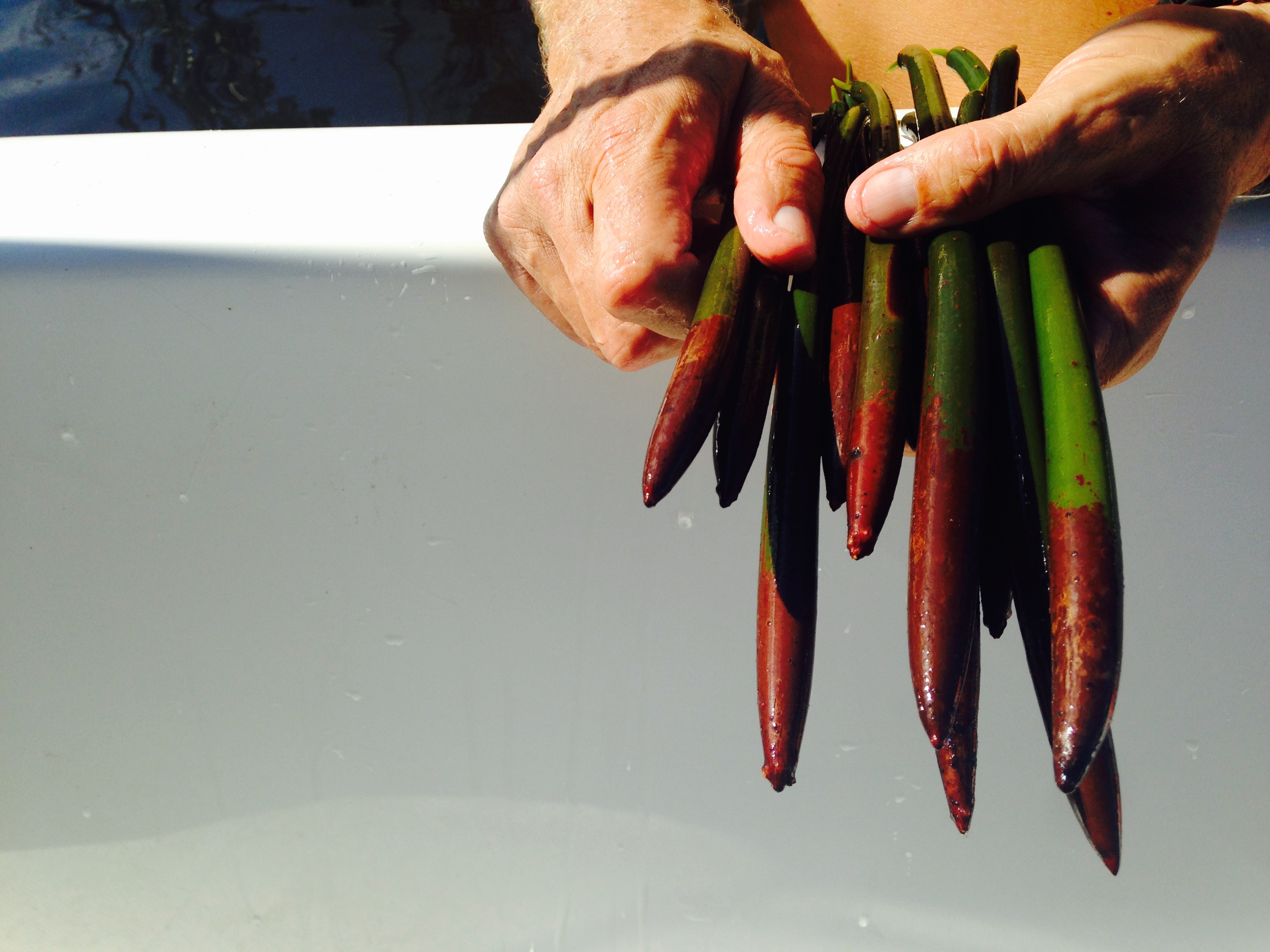 Red Mangrove Seeds Red Mangrove Tree Species Profile