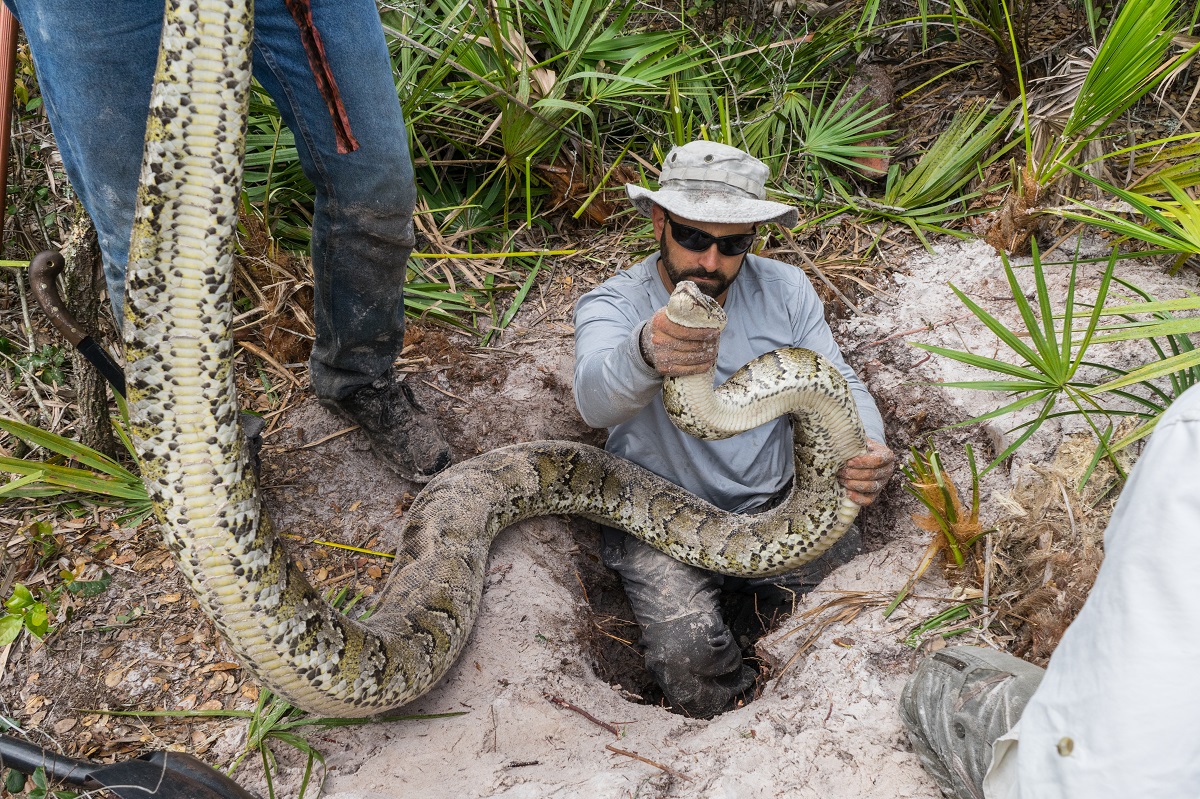 Florida Fish & Wildlife Conservation Commission holds 5th Annual Python Challenge - Vimarsana News