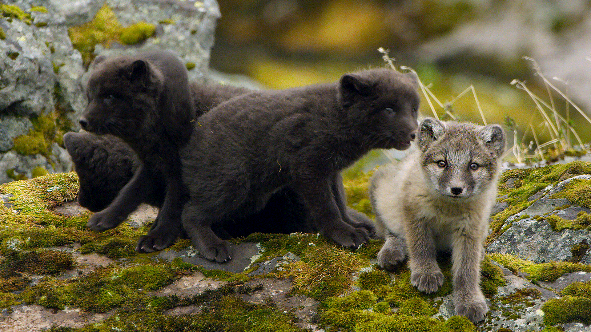Blue Morph Arctic Fox Feeding Her Cubs In The Meadow In Summer, Iceland.  Stock Photo, Picture and Royalty Free Image. Image 92068654., image size:1920x1080