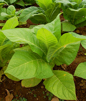 cessation of tobacco Smoking Cessation Medications and Therapies