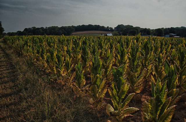 tobacco farm kentucky Kentucky Tobacco Harvest Decline Predicted To Continue
