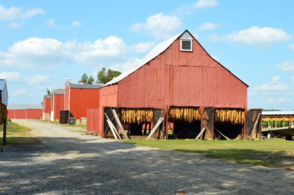 tobacco shed springfield ky Smoky barn | Most tobacco grown in Kentucky is a typ See photos of the tobacco