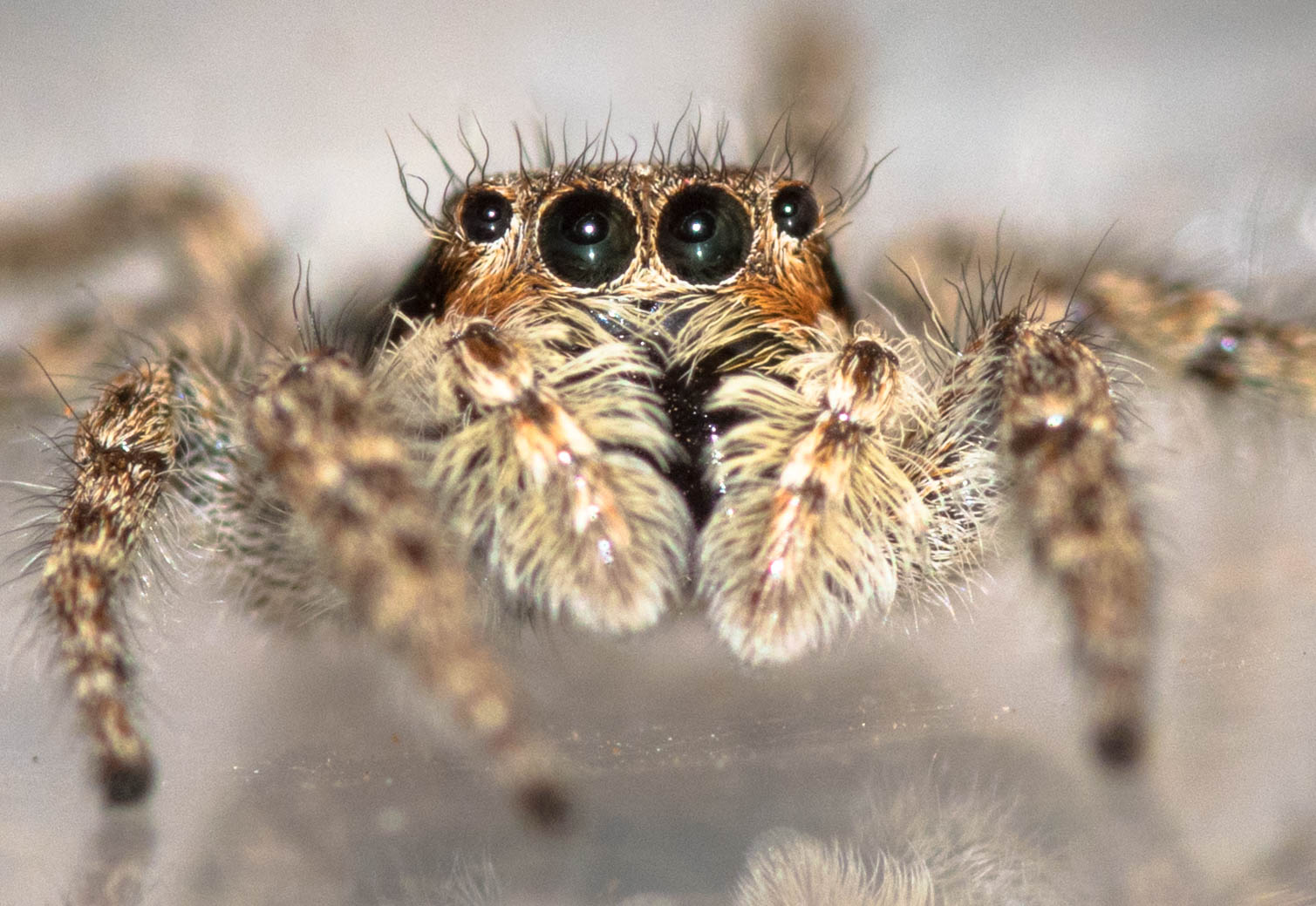 Black Widow Spider Eyes Close Up