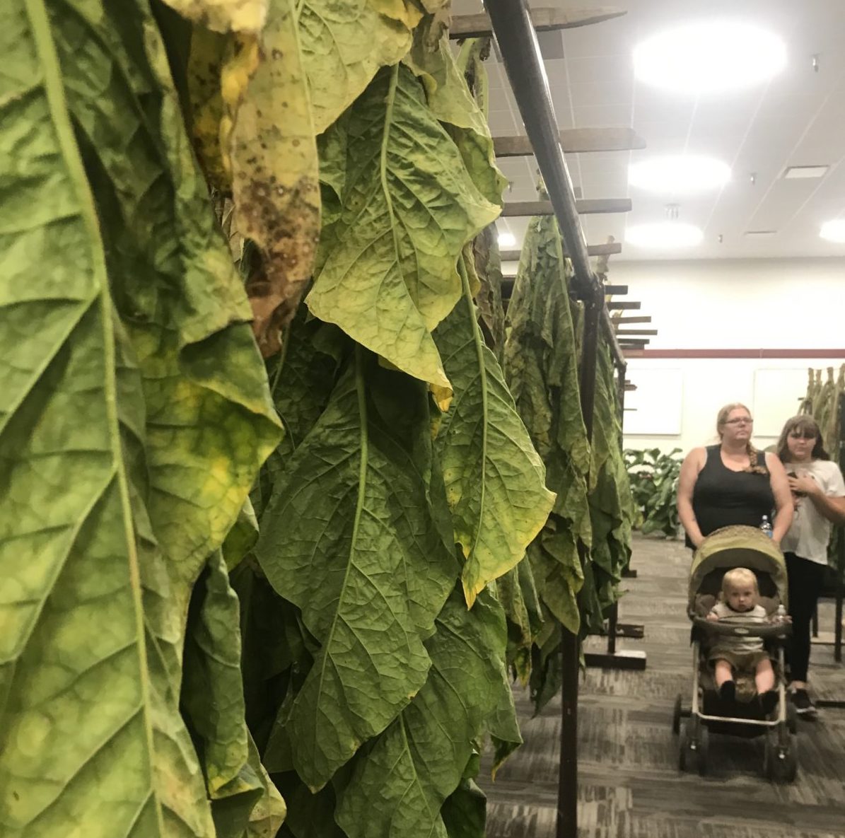 wa state tobacco tax Washington Nicotine Tax 2026: All You Need to Know About the Tobacco  Products Tax – EightVape