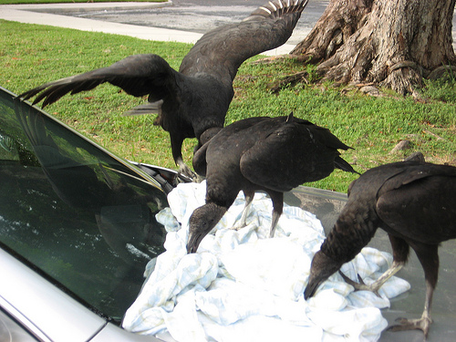 Why The Everglades National Park Is Handing Out Anti-Vulture Kits