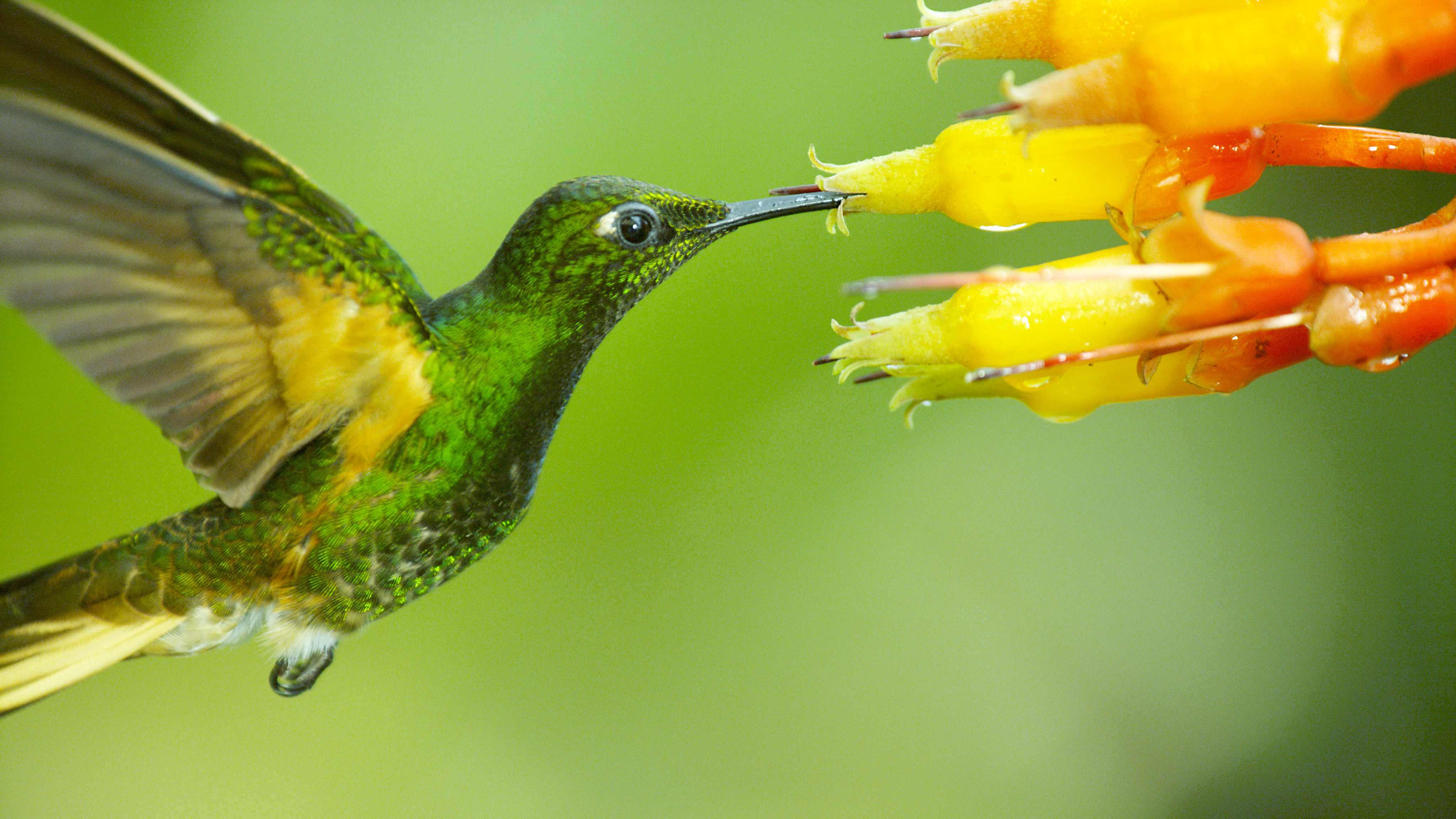 Nine Critically Endangered Hummingbirds The Random Science