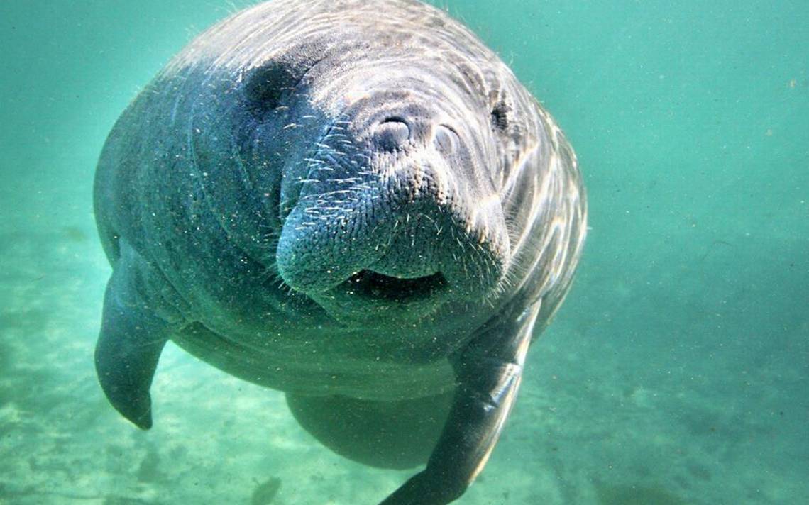 See A Manatee In Broward? There's An App For That | WLRN, image size:1140x712