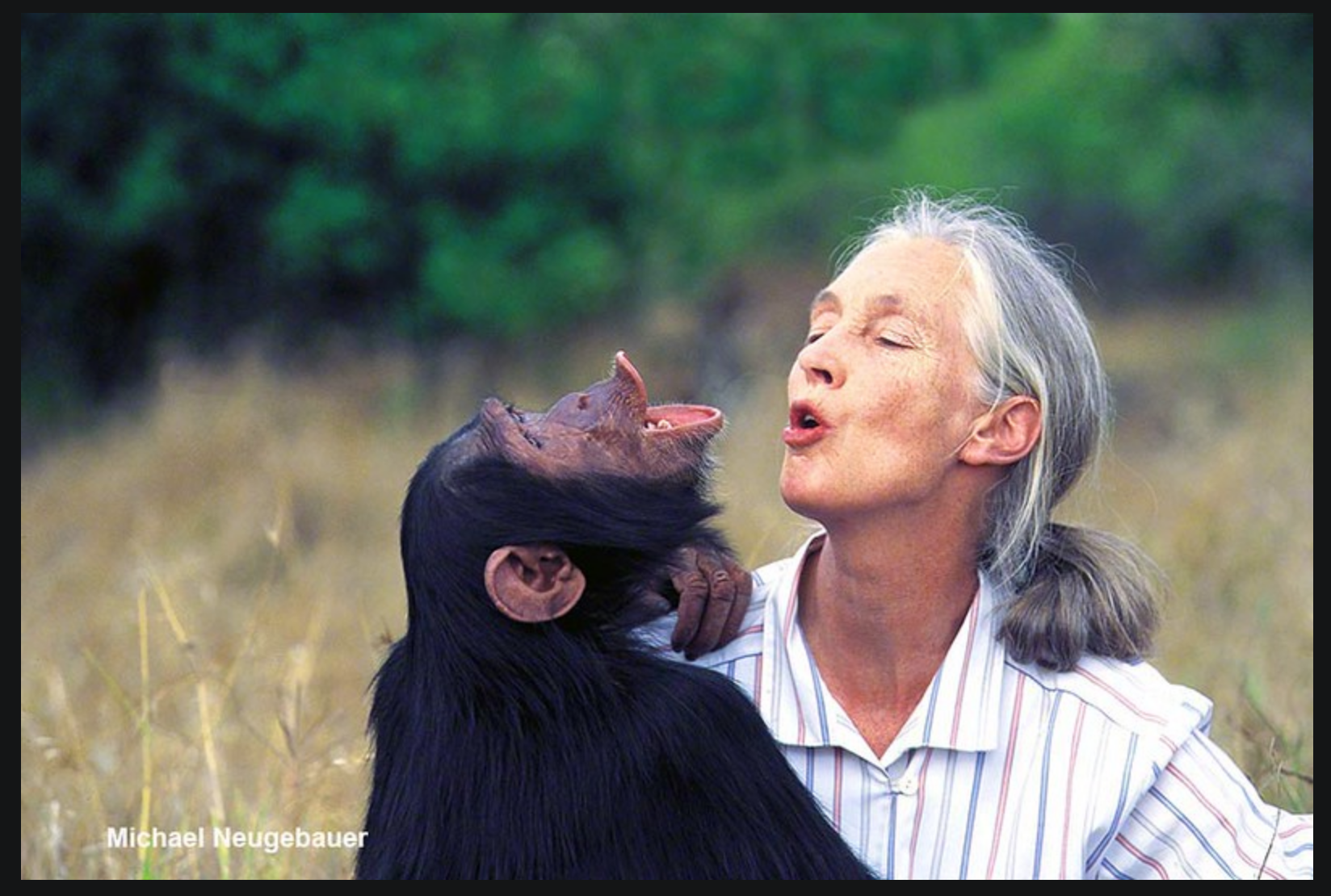We Are Part Of The Animal Kingdom': Renowned Primatologist Dr. Jane Goodall Speaks in South Florida | WLRN