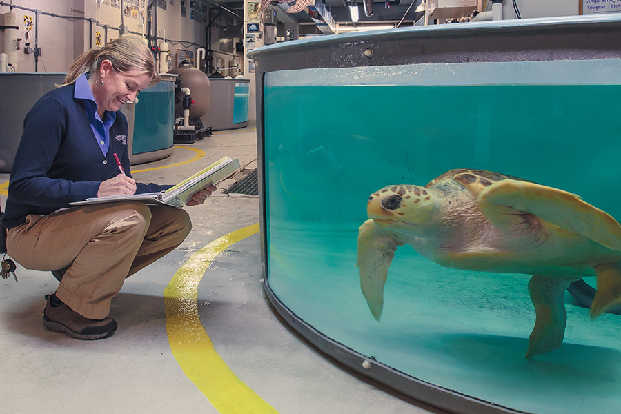 https://npr.brightspotcdn.com/legacy/sites/wltr/files/201512/sea-turtle-hospital.jpg