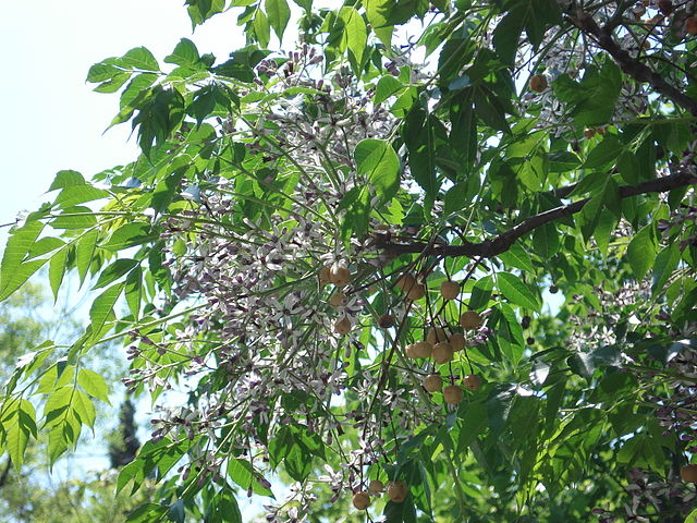 Chinaberry trees | South Carolina Public Radio