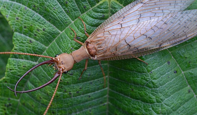 FROMAN INSECTLANG Mルーア5-28g 2本組み2.04cm These 