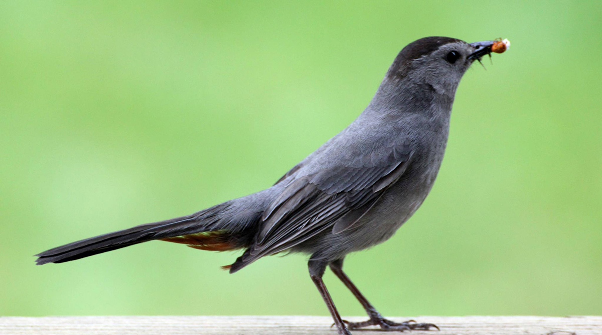 Early Bird Charcoal Gray チャコールbrunt EIT レア】Early Bird