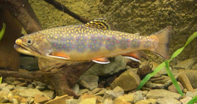 Brook trout limit reverts to 5 on Type 1 U.P. streams | WNMU-FM