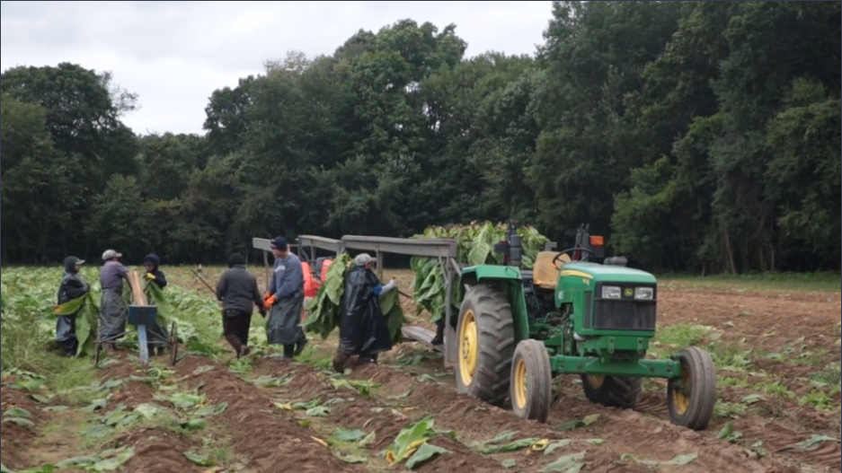 Connecticut's Tobacco Farmers Face Land Use Choices In A Disappearing  Industry