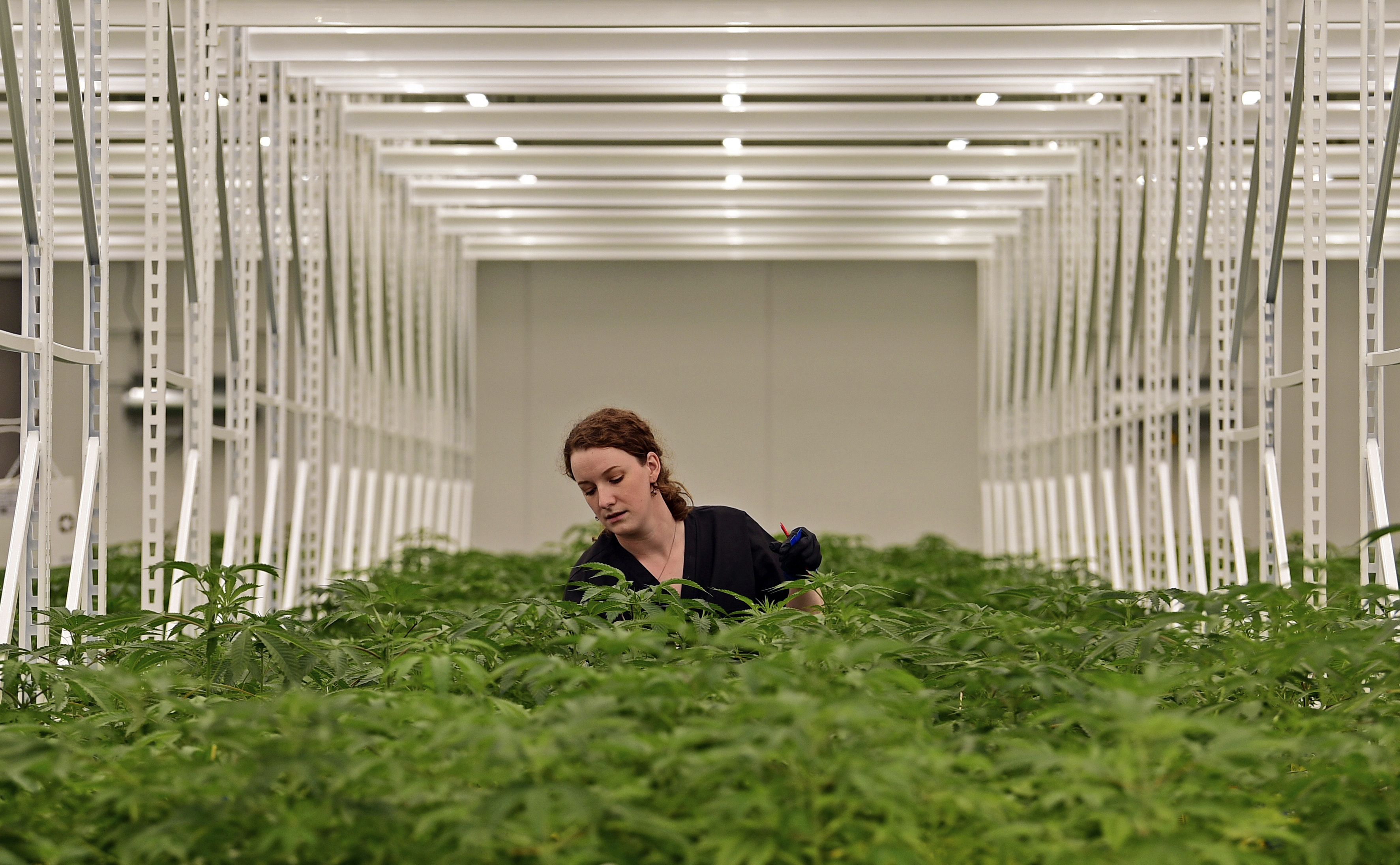Ohio Senate OKs Bill To Expand Medical Marijuana Program - Vimarsana News