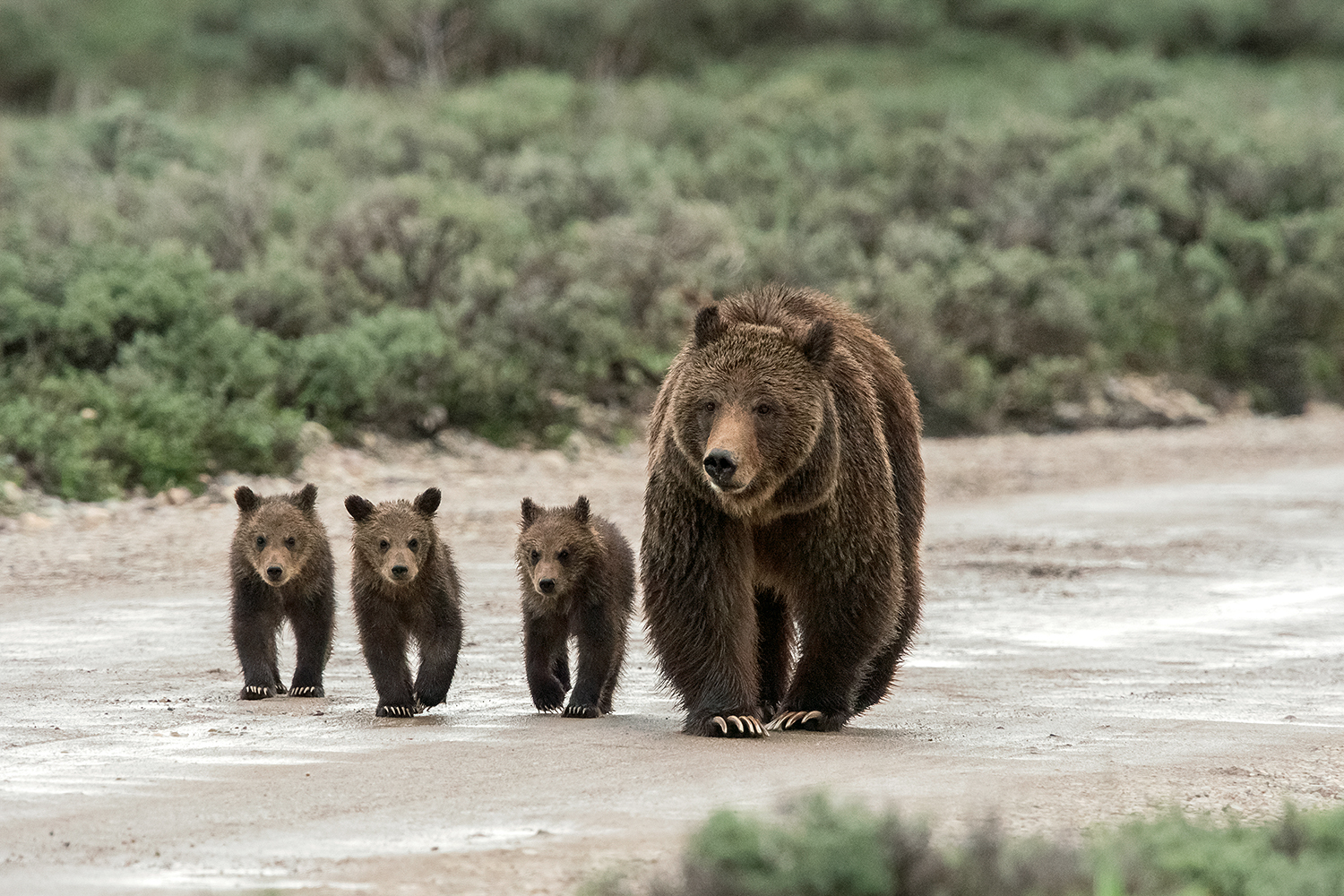 Grizzly Bears And Their Cubs