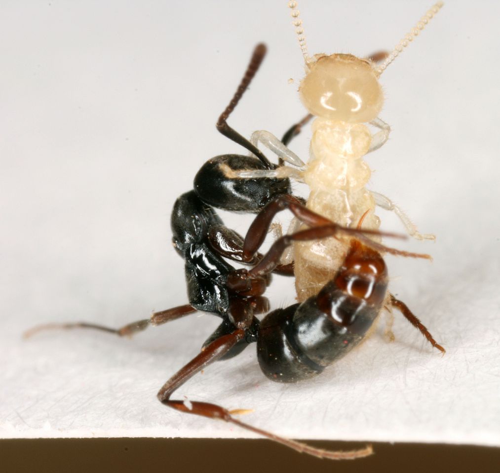 Invasive Ant Species Creeps Through Triangle | WUNC News