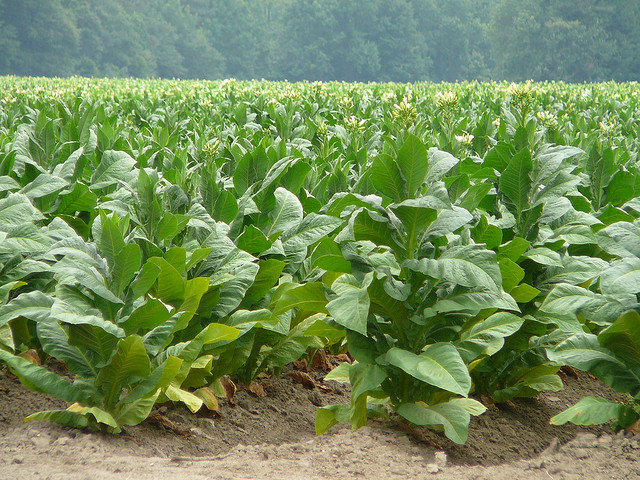 NC Congress Members: Don't Sequester Tobacco Buyout Money