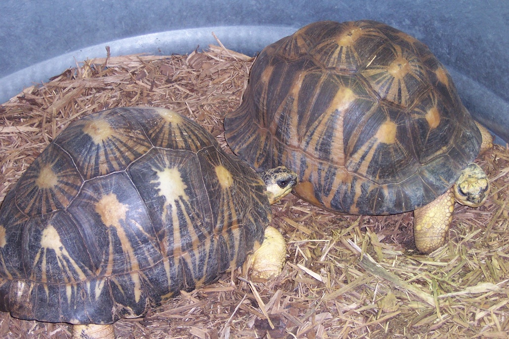 Rare Tortoises: Species Survival Plans At The Knoxville Zoo