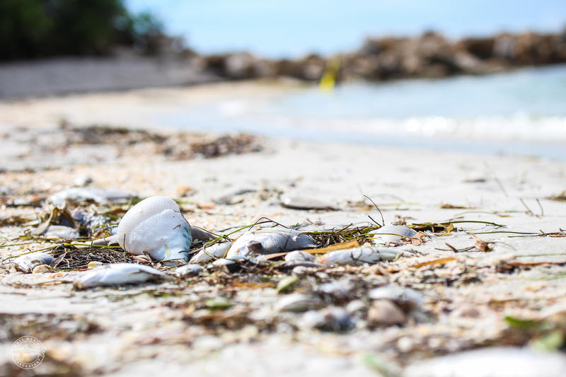 Red tide reaches Pasco as the Gulf beaches undergo fish cleanups before spring break - Vimarsana News