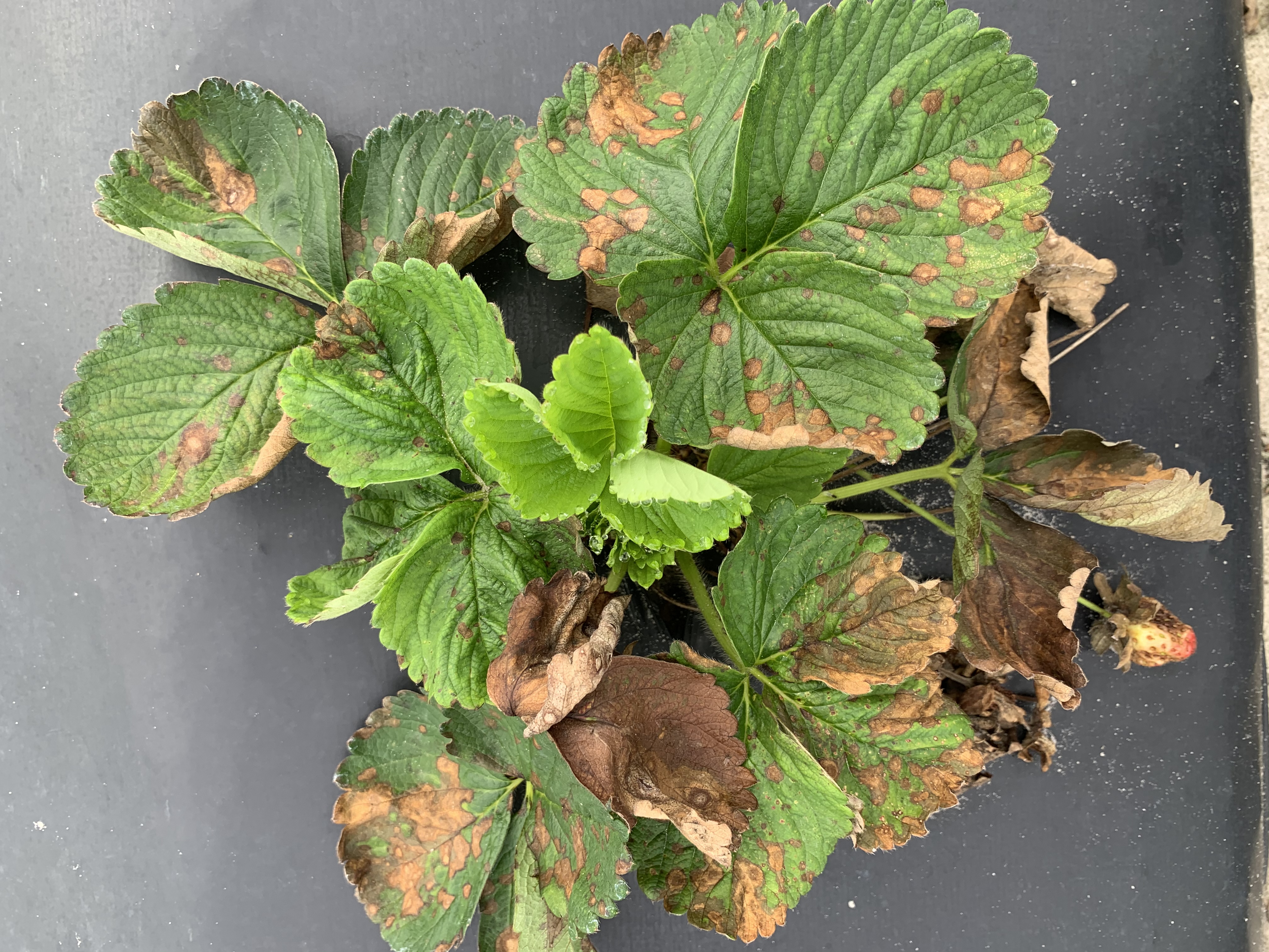 Florida Strawberries Attacked By Aggressive Fungus | WUSF